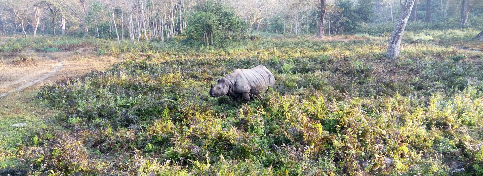 Wilderness of Dooars